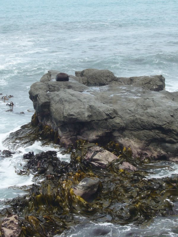 Travel - New Zealand - Kaikoura
